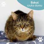 Łagodny kocurek do adopcji! Poznajcie Bakusia!