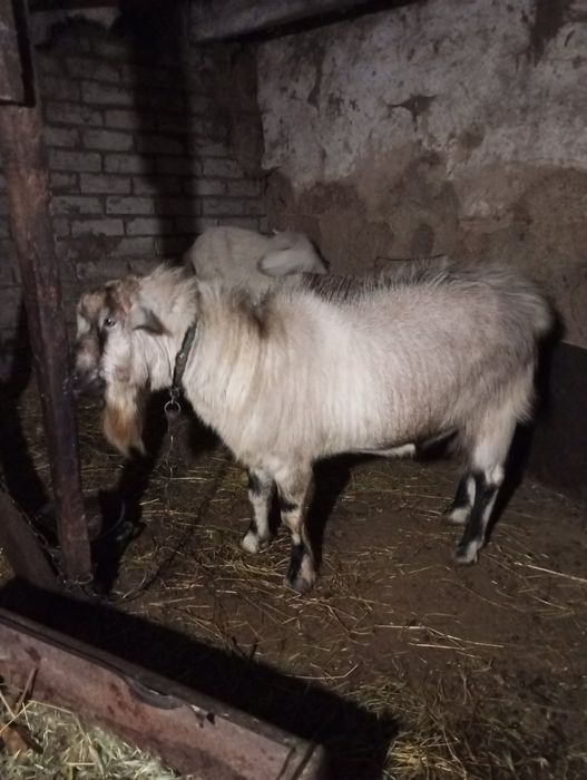 Цап 2 роки для парування, коза молода 2 роки