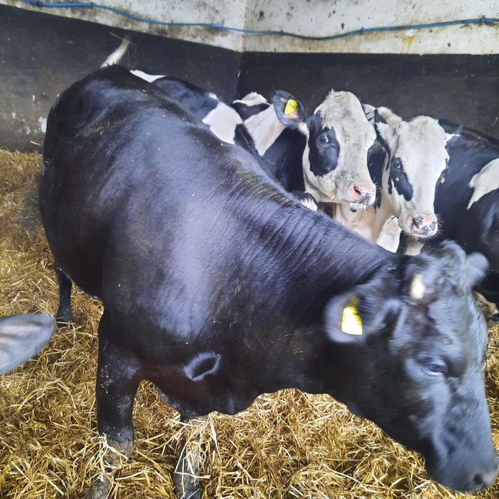 Sprzedam jalówki mieszańce limousine