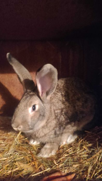 Promocja Sprzedam króliki tuszki i żywe młode średnie i starsze.