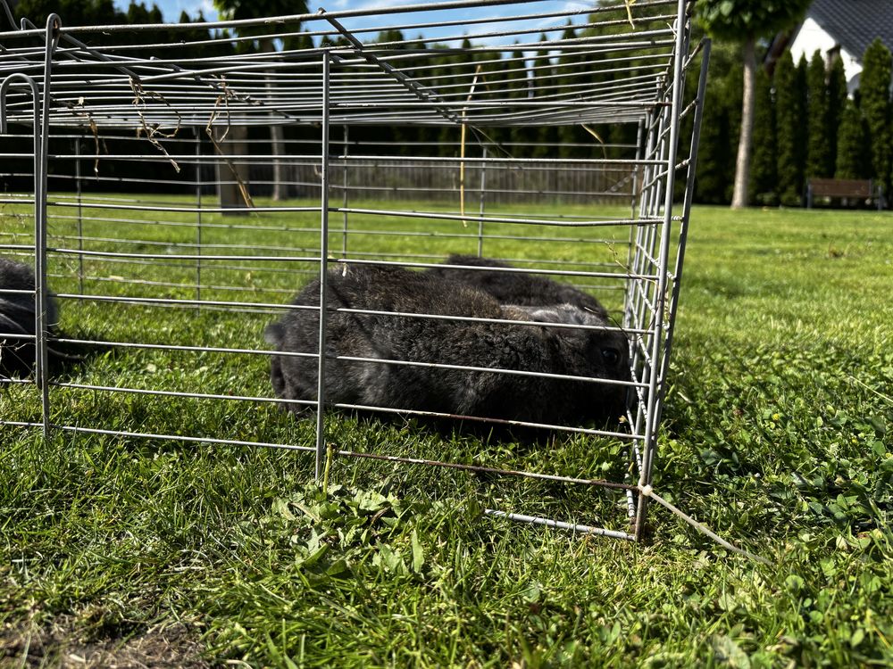 Króliki młode barany francuskie