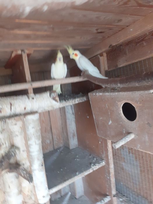 Papugi Nimfy ozdobne