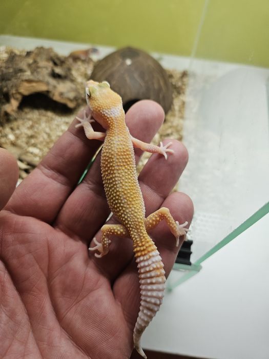 Samice geokon lamparci