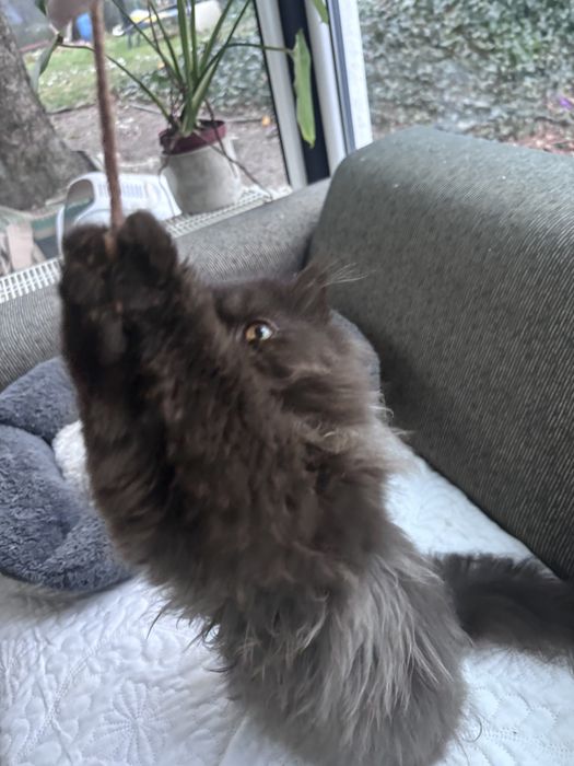 Czarno-szara kotka perska