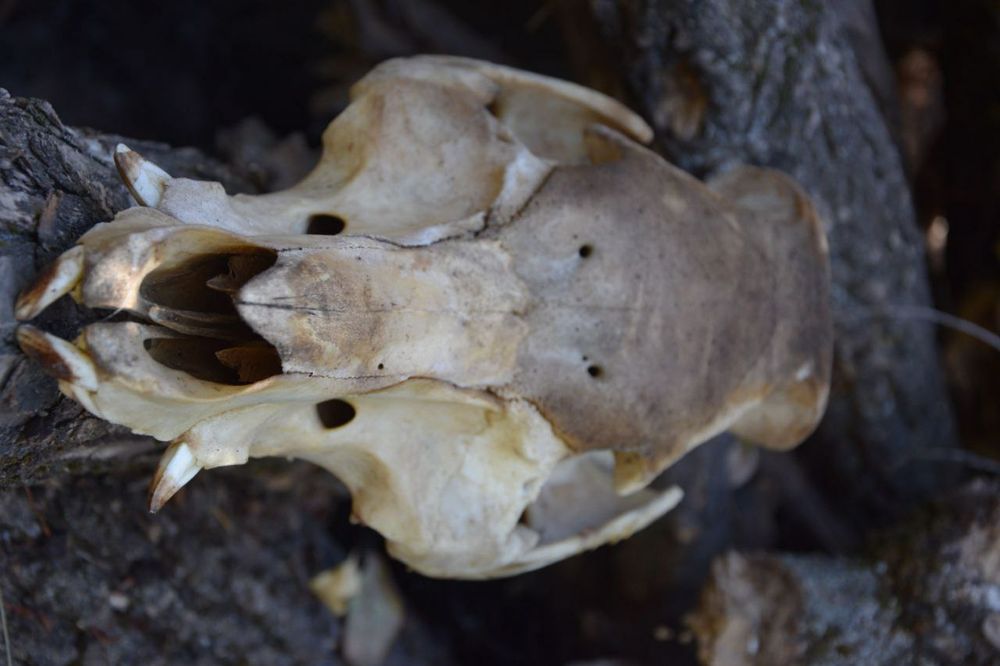 Череп свинки,999грн.