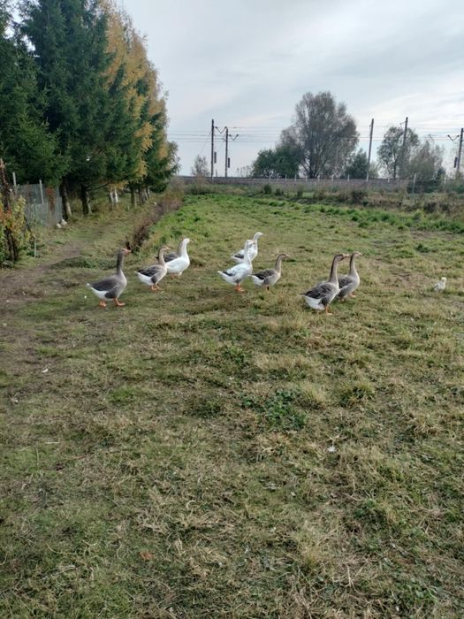 Gęsi kłobudzkie i owsiane