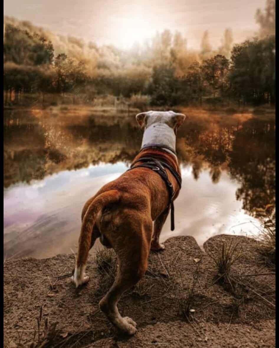 Amstaff  z rodowodem do adpocji