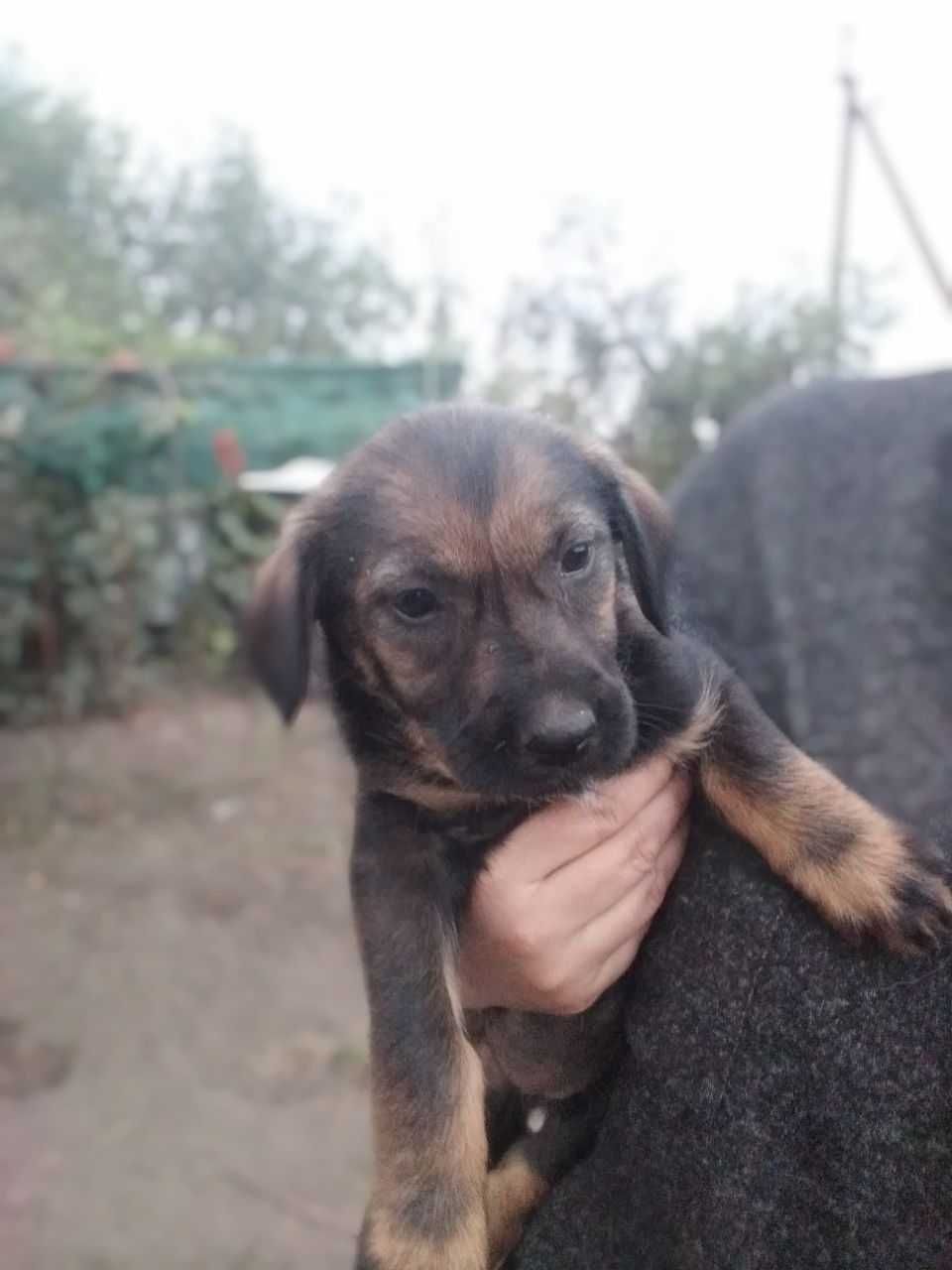 евакуйовані щенята шукають родини