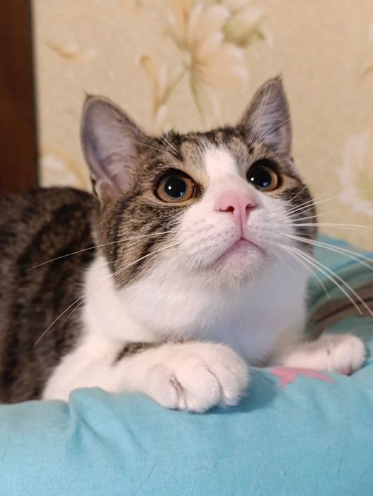 Кузя 7 міс. шукає дім, стерилізований, вакцинований, ручний,Дарницький