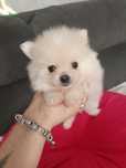 Szpic miniaturowy pomeranian chłopiec nr 2/XXL wyprawka/genetyka
