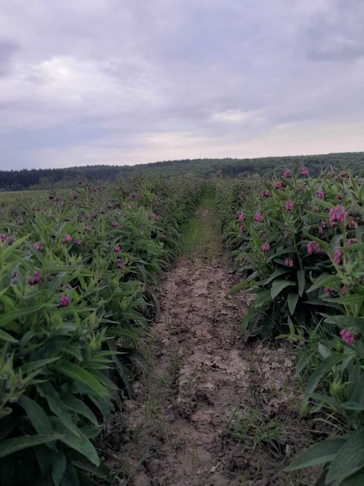 Żywokost żywokost zywokost korzeń korzen świeży