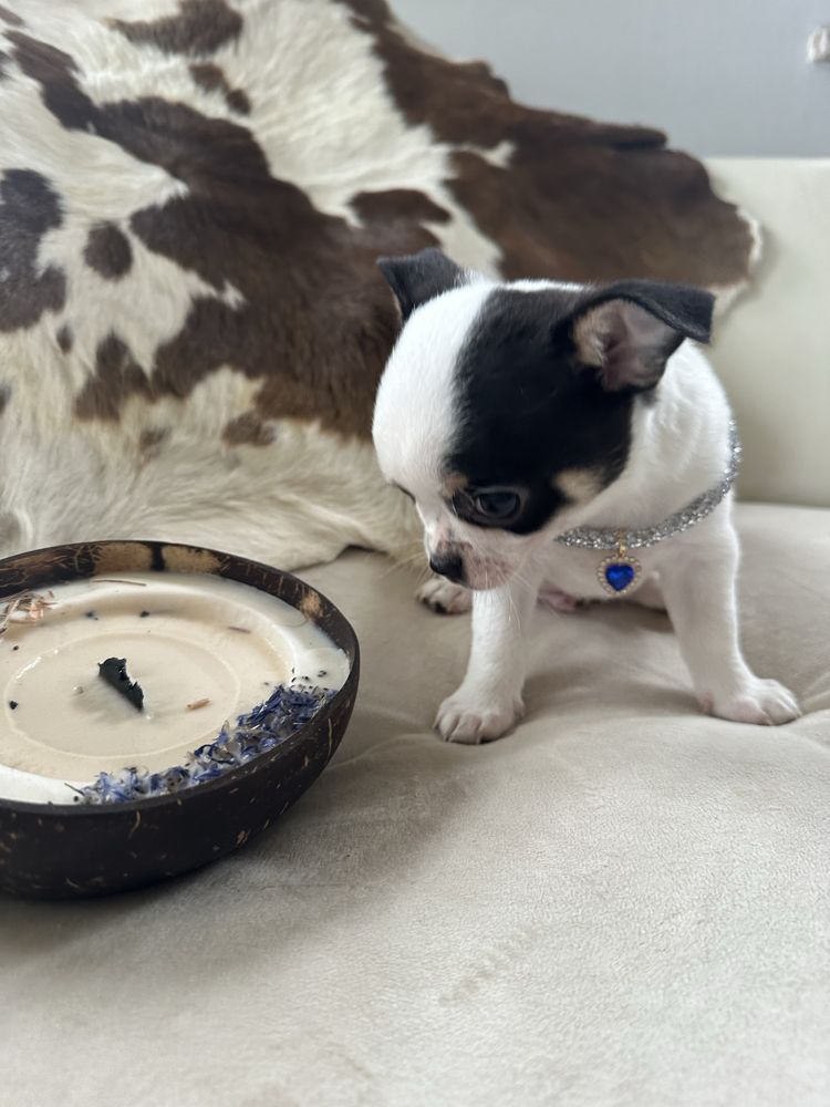 Chihuahua piesek do odbioru