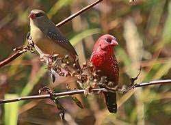 Bengalis da India ( Amandava Amandava )