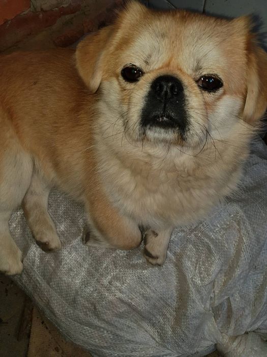 Щенки королевского короткошерстного  пекинеса , цуценята пекінесу