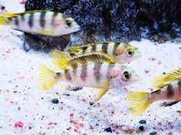 GB MALAWI Labidochromis Perlmutt  (pyszczak perłowy)