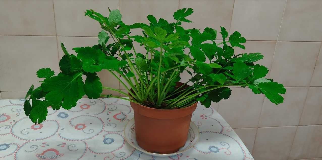 Planta Betadine, optima para curativos etc.