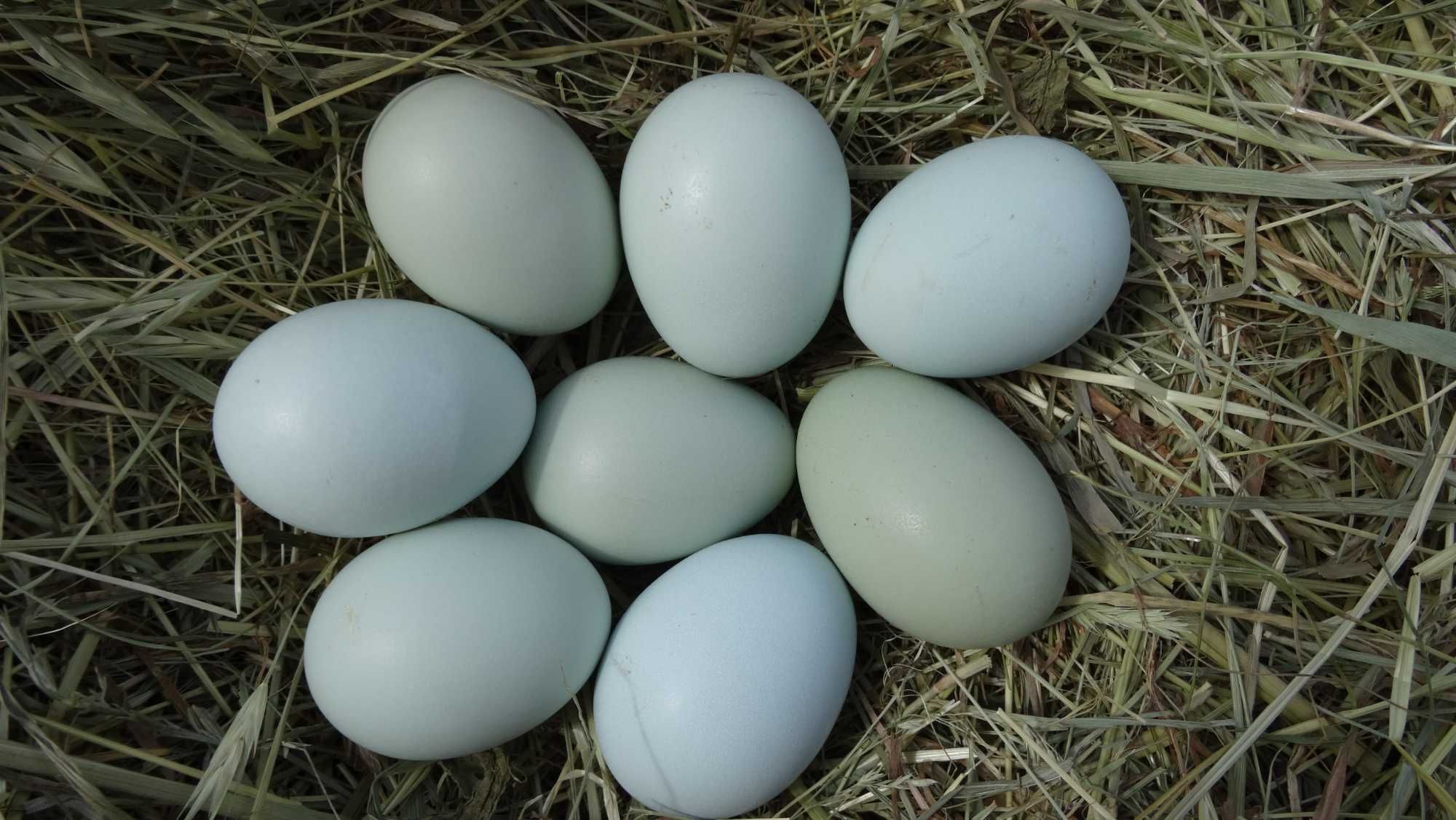 araukany araucan kury