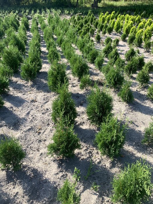 Туя Смарагд Тис Колумна Даніка Міріам Ялівець Кипарисовик