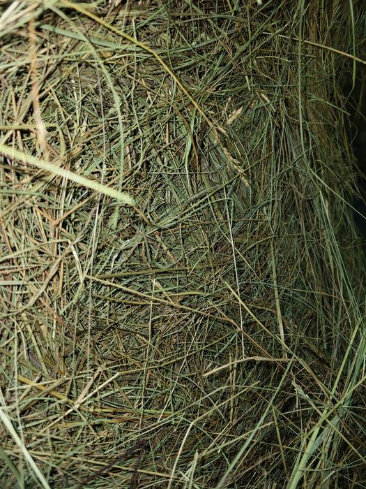 Siano dla królików 5kg