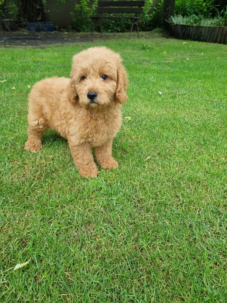 Golden Retriever Pudel miniaturowy Goldendoodle MINI piesek