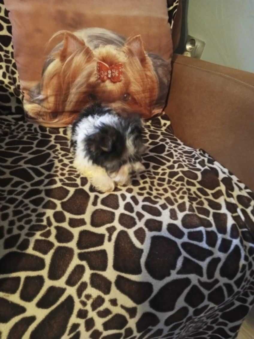 Biewer Yorkshire terrier-chłopak z rybnika