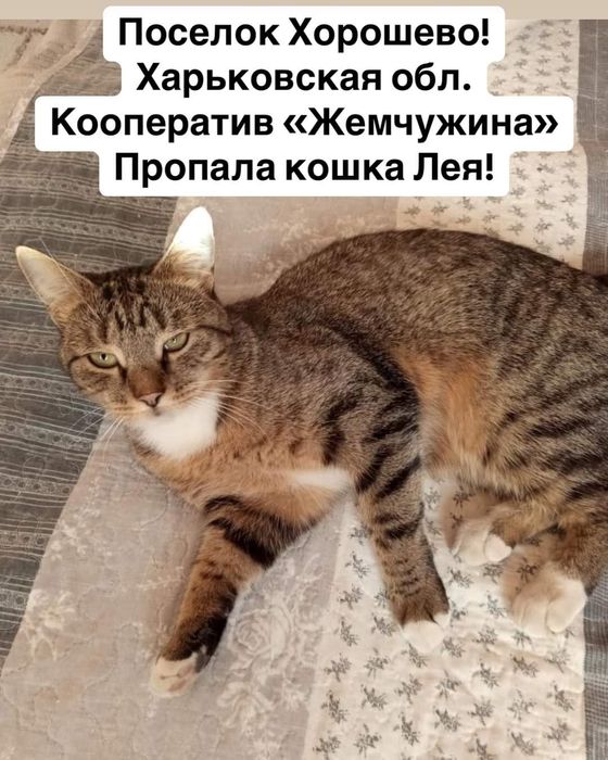 Пропала кошка, Хорошево