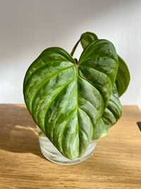 Philodendron majestic pędówki