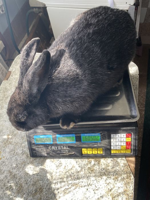 Продам кролики полтавське срібло. Ціна за живу вагу 200грн за 1 кг