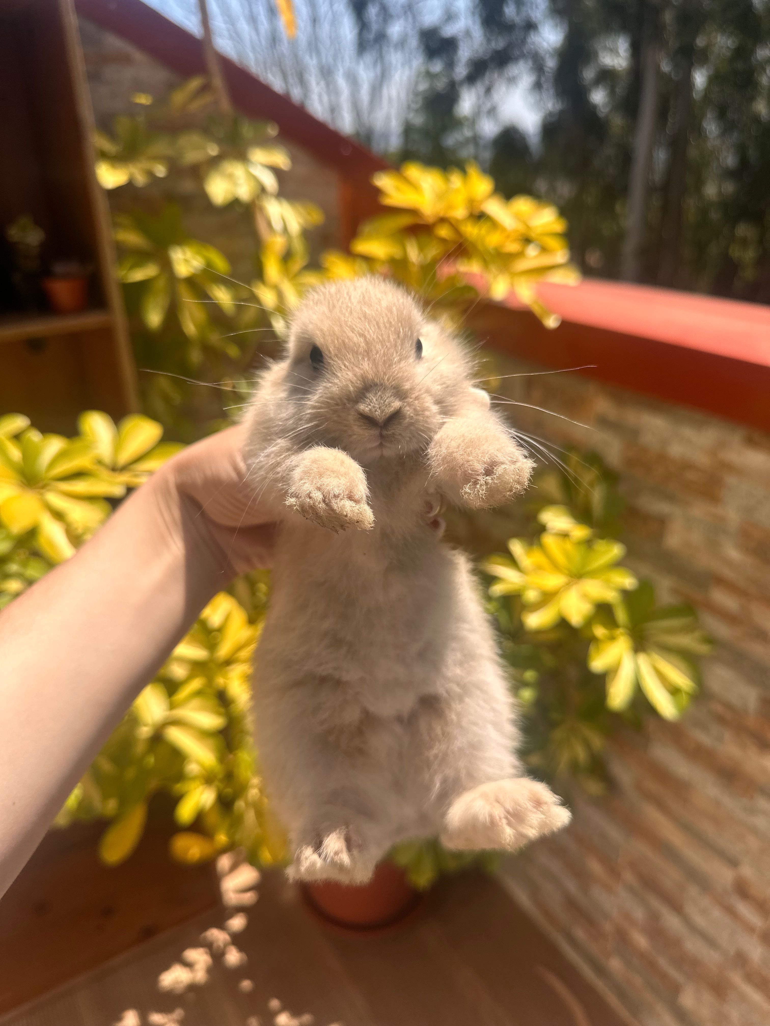 Coelhinhos Gazapos a venda