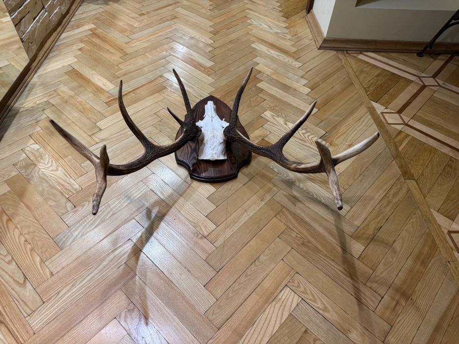 Роги благородного оленя, оленьи рога