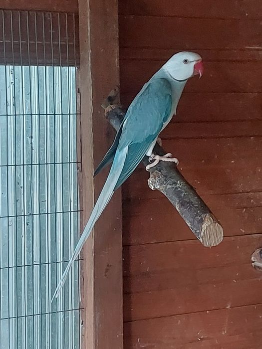 Aleksandretta samiec