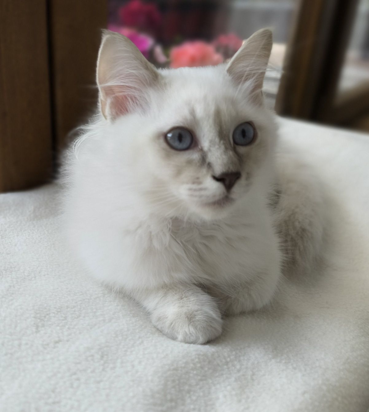 WSPANIAŁY kocurek Ragdoll lillac colourpoint po Supreme Champion
