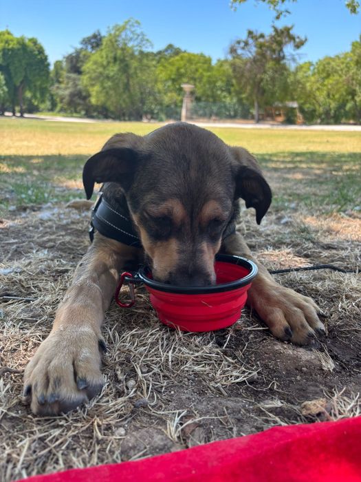 Pet sitter e Dog Walker com experiência