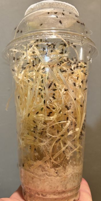 Muszki owocówki Drosophila hydei – pokarm żywy