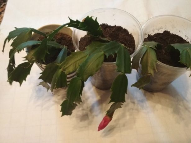 Рождественник Шлюмбе́ргера, Зигокактус