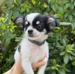 Chihuahua piesek cudny malutki