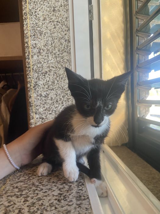 Gatos para adoção