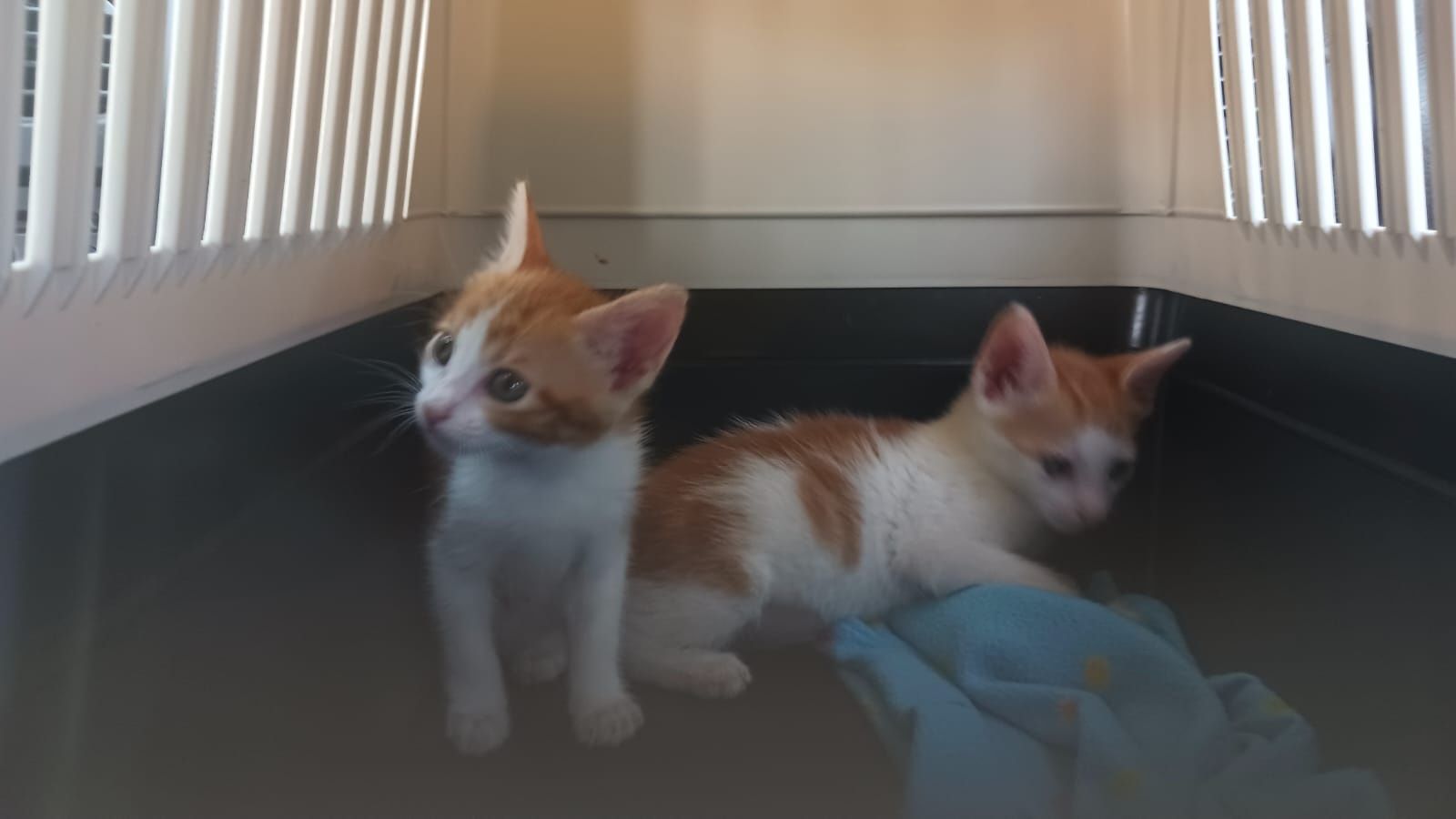 Bebés para adoção responsável