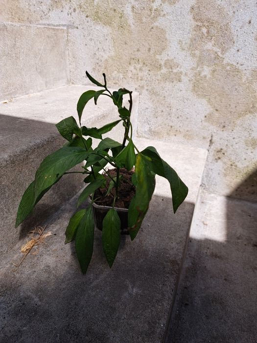 Planta de pêra-meloa