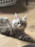 Bandito Cottycare*PL kocurek maine coon czarny srebrzysty