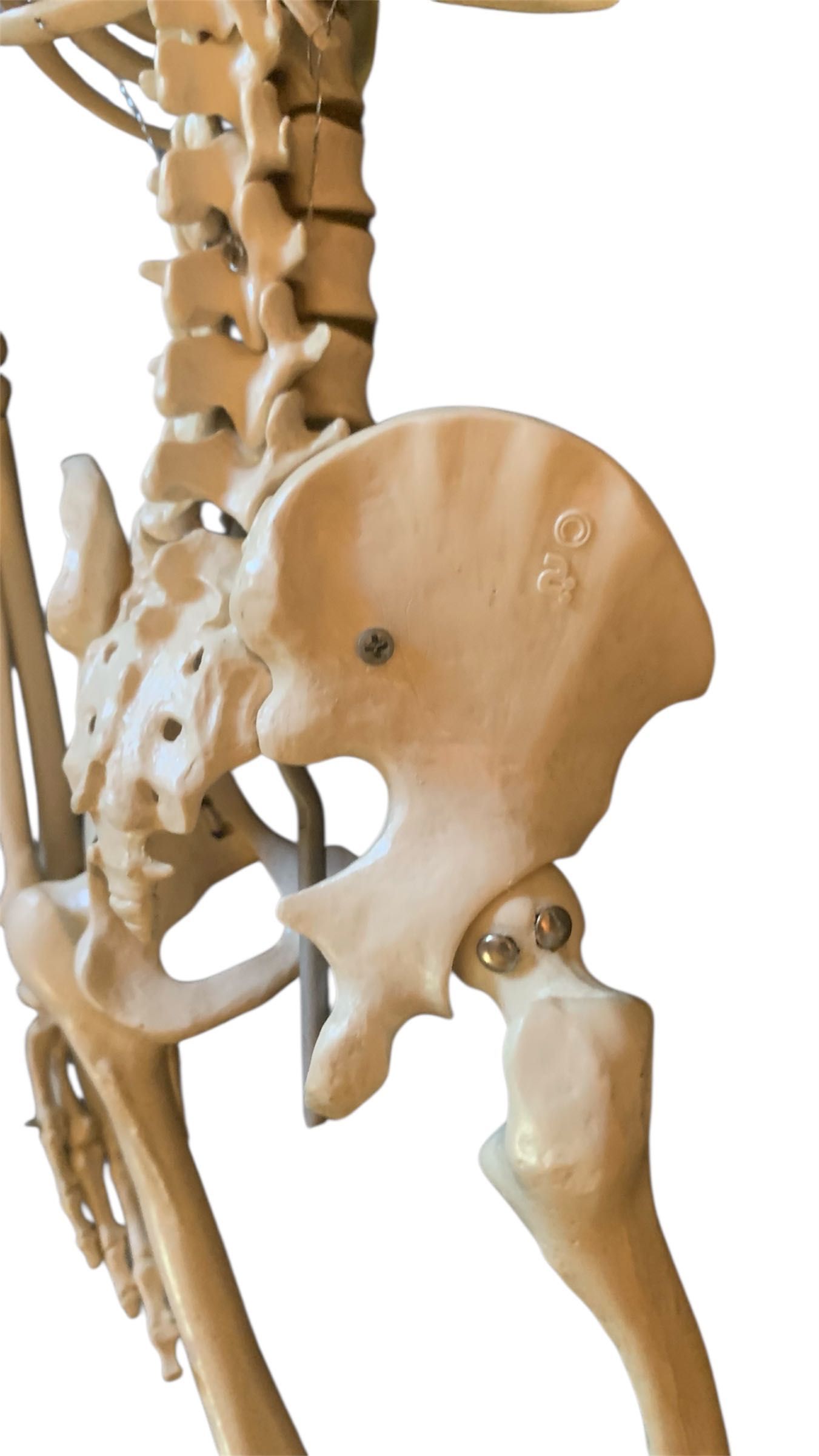 Скелет людини 65 см-анатомічна модель Rüdiger Anatomie/Denoyer, новий
