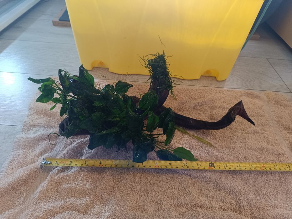 Korzeń porośnięty anubiasem i mchem