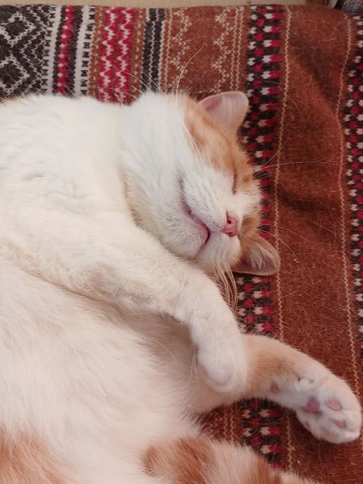 Киця Мальта стерилізована