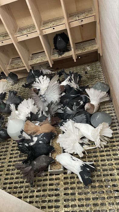 Pawiki indyjskie młode gołębie ozdobne