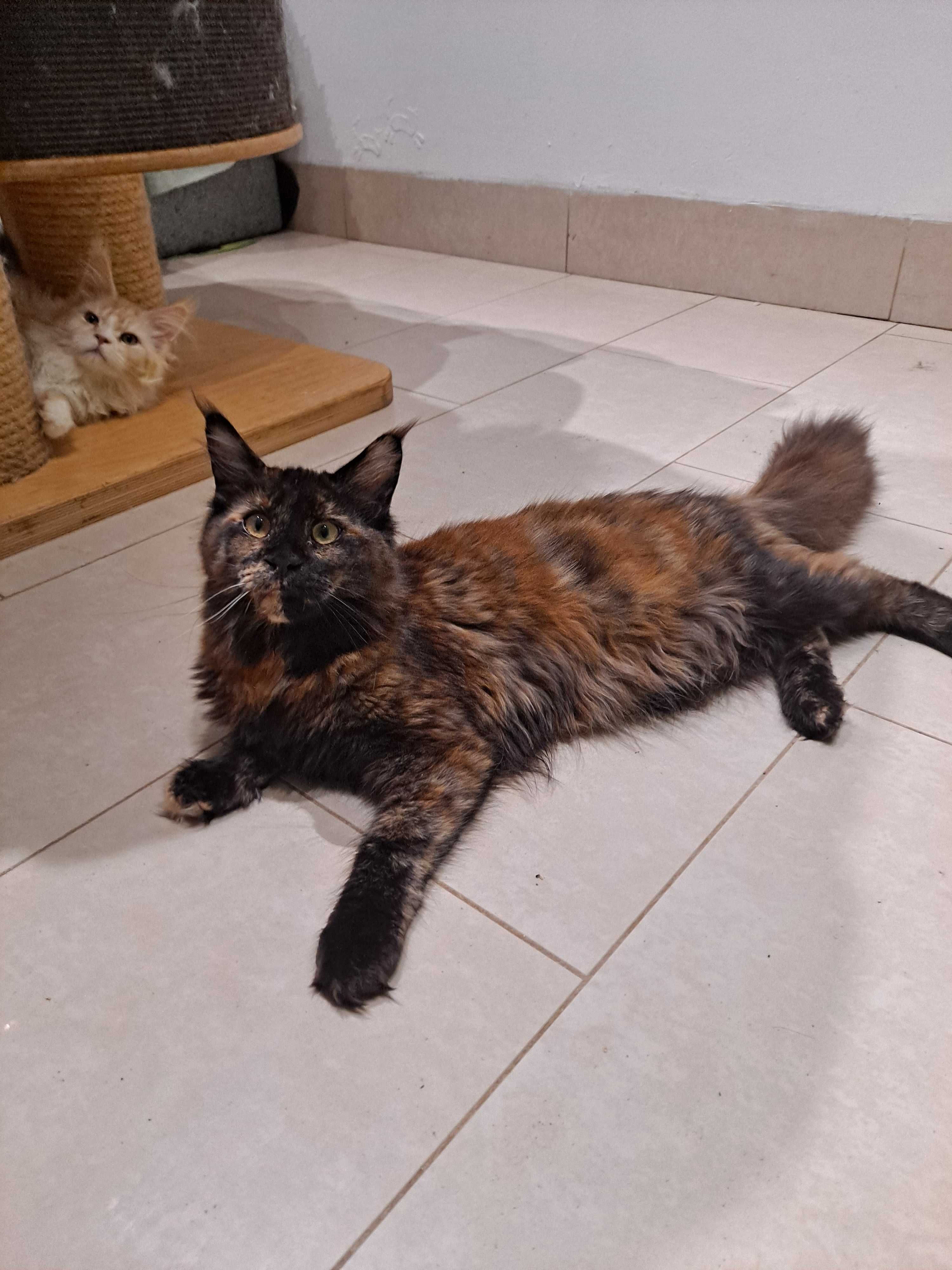 Sprzedam koteczkę Maine Coon, rodowod FPL, okazja!