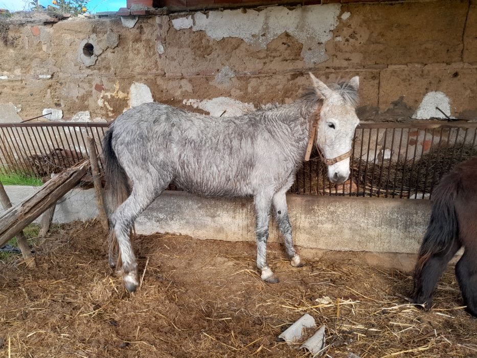 Vendo  ou troco mula