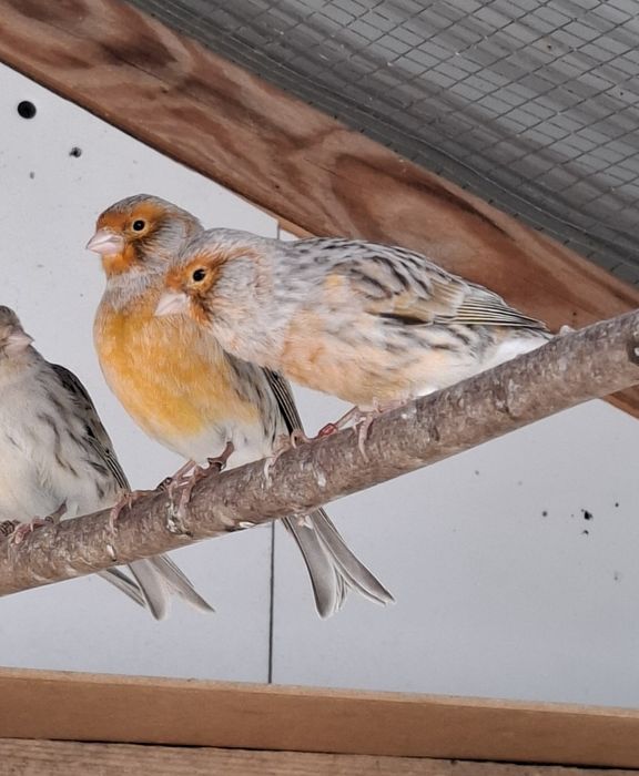 Kanarek agat czerwona mozaika, agat żółty z 2023r. i 2024r.