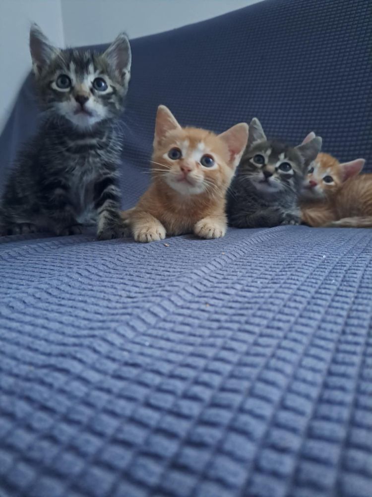 Kotki,kotek,kot oddam za darmo