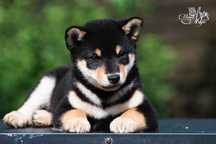 Шиба іну / шиба ину / shiba inu