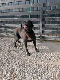 Cane Corso suczka